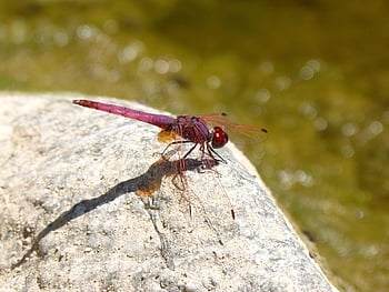 červená vážka, řeka, crocothemis Erythraea, okřídlený hmyz, vážka, kámen
