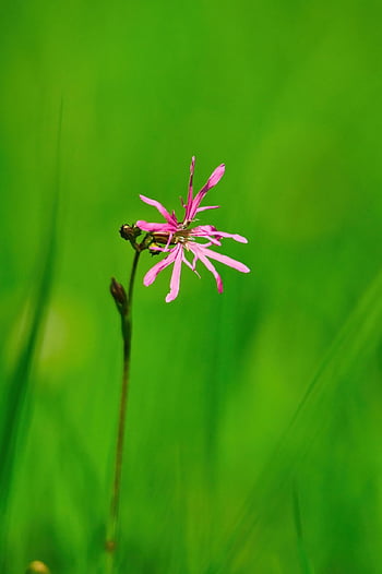 flower, nature, botany, plant, flower Background, bloom, beautiful Flowers, blossom, growth, cuckoo-light Elke, caryophyllaceae