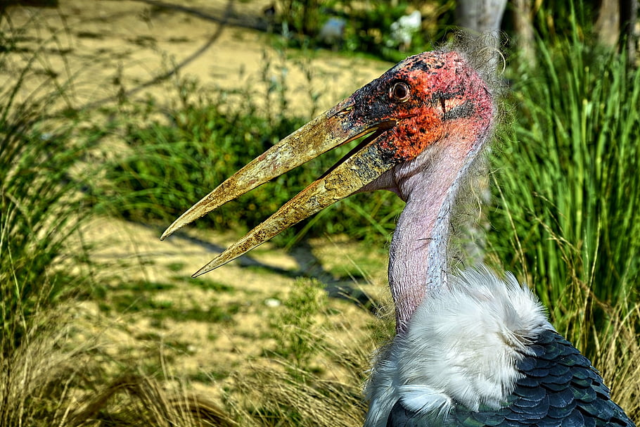 france, bird Park, bird, nature, villars Les Dombes