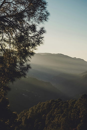 foggy mountain landscape, misty mountains, pine trees, Shimla, Himachal Pradesh, dawn, serene landscape, mountain view, natural scenery, early morning, forested hills