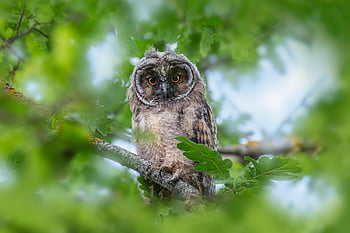 sova, pták, sova obecná, zobák, peří, strom, Příroda, volně žijících živočichů, hledá, noc, asio otus
