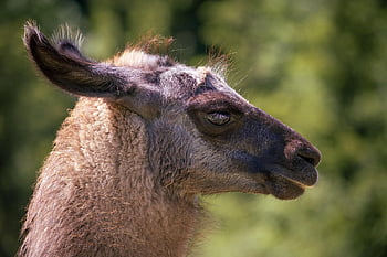 lama, alpaca, fur, fluffy, mammal, lama Head, animal, nature, fauna