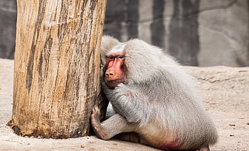 bavian, hamadryas, primat, pattedyr, dyr, dyr verden, Afrika, natur, væsen, Zoo, hagenbeck zoo
