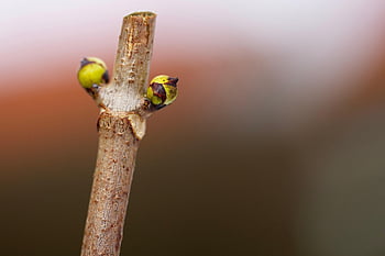 Sambuco, ramo, gemme, boccioli di sambuco, pianta, natura, primavera, macro, avvicinamento
