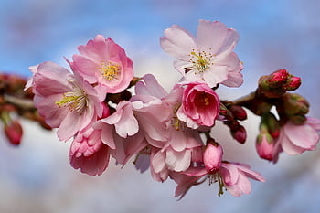 Higan -cseresznye, tavaszi cseresznye, cseresznye virágok, virágzik, korai virágzás, virágzó ág, prunus subhirtella, téli cseresznye, szirmok, virágzás, tavaszi