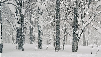 landscape, winter, snow, snowstorm, beech Forest, nature, tohoku Japan, season, cold, woods, wilderness