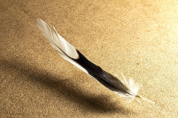 feather, bird, nature, flying, animal, bird Feathers, wing, wildlife, dove, pluma, ave
