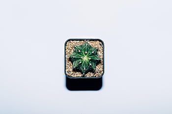 cactus, plant, grass, minimalist, minimal, white Background, pot, close Up, garden, green, prickly