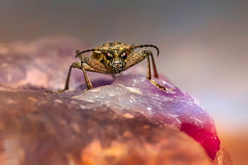 escarabajo, insecto, escarabajo de cuernos largos con manchas negras, rhagium mordax, macro, gorgojo, primavera, animal, fauna silvestre, entomólogo, biología