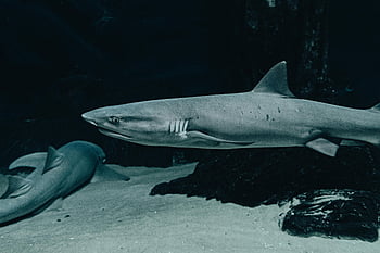 underwater sharks, swimming sharks, aquarium sharks, marine life, underwater aquarium, dramatic close-up, shark photography, ocean wildlife, underwater photography, shark behavior, aquarium life