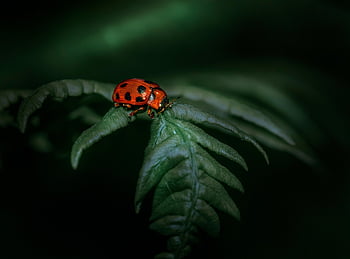 ladybug, insect, ladybird Beetle, beetle, red Beetle, dotted, dotted Beetle, nature, leaf, fauna, animal