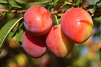 mirabelle Plums, plums, fruit, food, organic, healthy, nutrition, mature, tasty, fruit Tree, garden