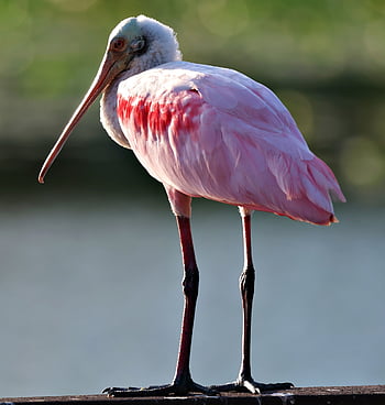 ばら色のスプーンビル、 鳥、 野生動物、 動物、 鳥類、 美しい壁紙、 ピンク、 自然、 バックグラウンド