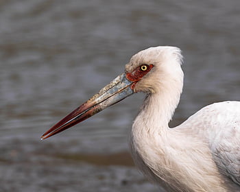 stork, wild Bird, lake, close Up, ciconia Maguari, bird Watching, bird