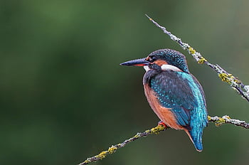 pescatore di martini, uccello, uccello appollaiato, piccolo uccello, piume, Ave, aviaria, ornitologia, mondo animale, birdwatching, avvicinamento