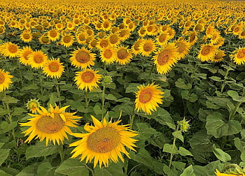 sunflower, floral Background, beautiful Wallpaper, field, flower, cool Backgrounds, nature Background, flower Background, Wallpaper 1920x1080, beautiful Nature, Wallpaper