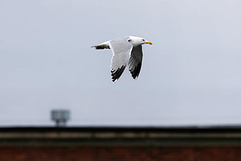 common Gull, gull, nature, bird, flying Bird, avian, ornithology, wildlife, wings, beak, plumage