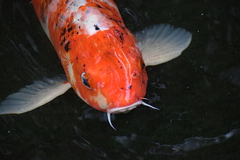 koi, Ryba, rybník, zvíře, domácí zvíře, kapr, plavání, voda, koi rybník, jezero, Příroda