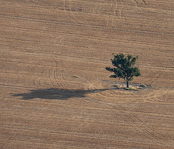 tree, feild, nature, harvest, farmland, agriculture, shadow, single Tree, green Tree