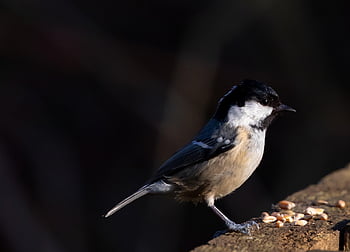 szén-cinege, coaltit, táplálás, kis madár, fekete, takarmány, természet, madár, kert, aranyos, takarmányozás