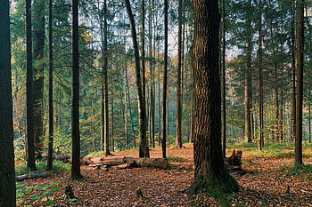forest, autumn, trees, fallen leaves, tranquil scene, tall trees, woodland, nature, outdoor, serene, landscape