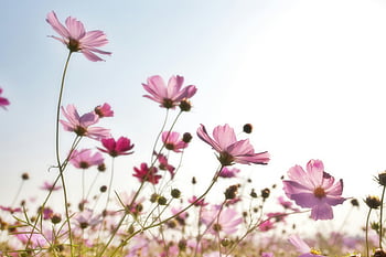 pink cosmos flowers, flower field, clear sky, full bloom, pink flowers, beautiful field, cosmos flowers, outdoor scene, natural beauty, floral landscape, spring flowers