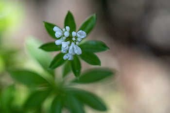 Waldmeister, bedstraw, list, léčivé rostliny, aromatické rostliny, lesní rostlina, kumarin, Příroda, květ, maikraut, léčivé byliny