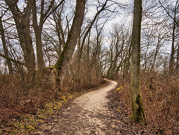 alberi, sentiero, boschi, natura, alberi spogli, spoglio, pista, foresta, autunno, foglie cadute, percorso naturalistico