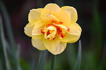 narcis, Příroda, květ, krásné květiny, zahrada, jaro, květinové pozadí, květinové tapety, žlutá, jarní květina, Jasný