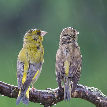 Greenfinch evropský, mokré ptáky, muži a ženy, carduelis chloris, prohlížení ptáků, zahradní scéna, Kongsberg Norsko, Sigma 150-500 mm, kánon 60d, Fringillidae Family, Skandinávie