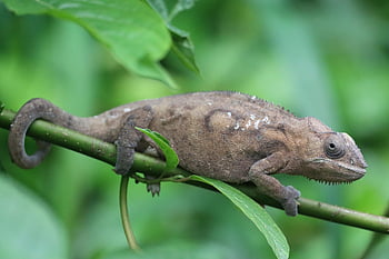 chameleón, plaz, ještěrka, volně žijících živočichů, deštný prales, Příroda, les, maskovat, exotický, zoo, terárium