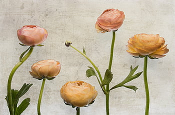 꽃, 배경, 그림, 꽃 무늬의, 꽃다발, 벽지, 미술, 삽화, 포도 수확, 디자인, 기름