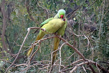 pták, andulka, zelená, tropický, Příroda, Papoušek, fauna, růže-kroužil papoušek, psittacula krameri, prsten-hrdlem papoušek, rajasthan