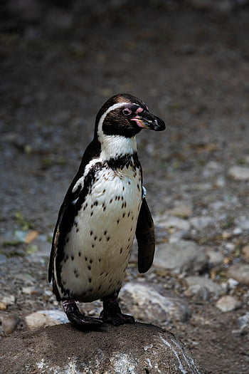 penguin, winter, cold, antarctica, bird, snow, animal, snowflake, cute, ice, white