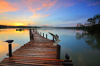 landscape, magic, enchanting, romantic, birds, gull, feathers, blackbirds, bridge, the Water, lake