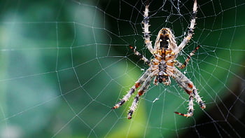spin, garden Spider, spiders, kruisspinnen, web, spider Web, bug, nature, garden, web Spiders, cobweb