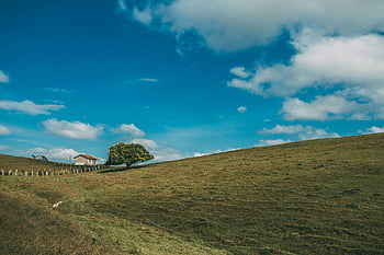 fotografie krajiny, osamělý strom, venkovské krajiny, klidná krajina, modrá obloha, Dům, venkov, Pastorační scéna, přírodní scenérie, Mírové prostředí, jeden strom