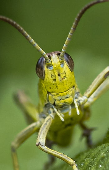 grasshopper, insect, antenna, bug, entomology, nature, animal, grass, creature, flight Insect