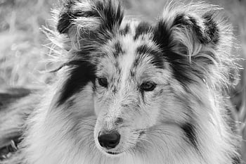 dog, nature, female Dog, shetland Sheepdog, black And White Photo, female, shetland Sheepdog Blue Merle, princess Bitch, long Muzzle, muzzle End, black Truffle
