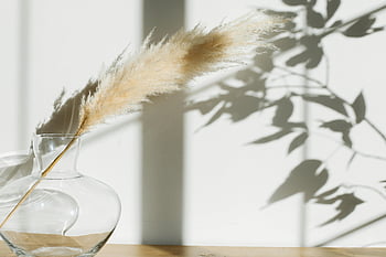 erba di pampa, vaso di vetro, ombre botaniche, Serene Still Life, arredamento da scrivania, luce naturale, piante d'appartamento, arredamento minimalista, arredamento moderno, Vaso decorativo, ombre cinesi