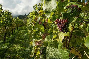 purple grapes, vineyard, ripening grapes, lush foliage, bright daylight, gray sky, grape tree, vibrant vineyard, outdoor scene, agricultural landscape, natural beauty
