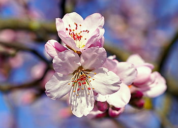 flowers, spring, almond Tree, almond Blossom, tree, blossom, bloom, nature