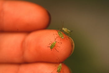 aphids, insect, pest, infestation, aphididae, lice, louse