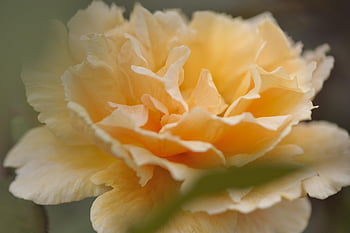 rose, beautiful Flowers, flower, blooming Flower, love, valentine's Day, bloom, flower Wallpaper, nature, chinese Rose, flower Background