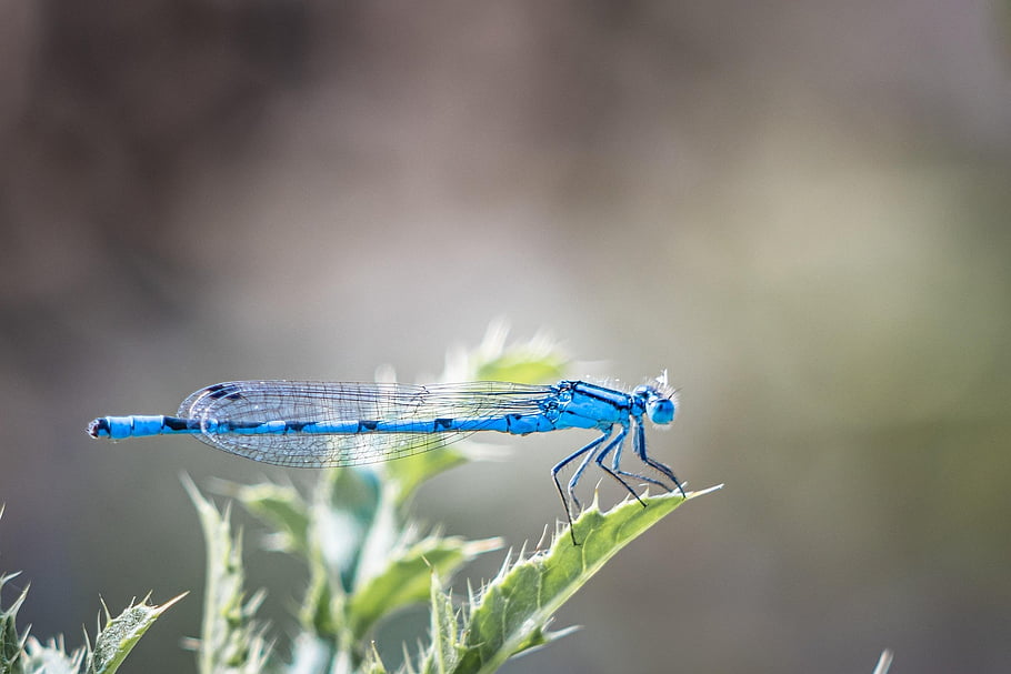 insect, dragonfly, entomology, species, wings, macro, nature, wildlife, outdoors, green, animal
