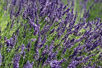 lavender, lavender Field, lavender Flowers, flower Wallpaper, plants, lavandula, beautiful Flowers, field, purple Flowers, petals, blossom