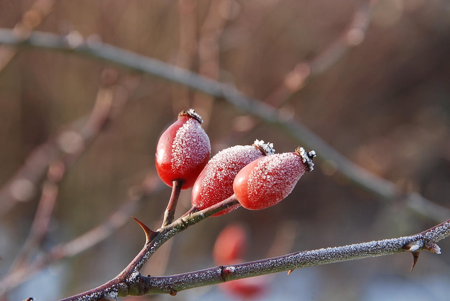 rose Hip, winter, frost, cold