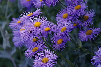 herbstastern, aster, viola, fiori, giardino, pianta da giardino, natura, bellissimi fiori, giardino floreale, piante, carta da parati hd