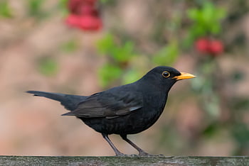 male Uk Blackbird, male Blackbird, blackbird, black Bird, orange Beak, songbird, fence, spring, nature, space For Text, text Space