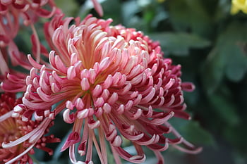 chrysanthemum, autumn, autumn Chrysanthemum